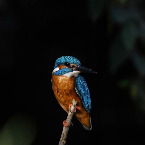 Photo #11079154