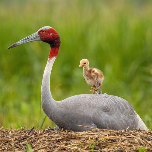 Sarus Crane With Chick