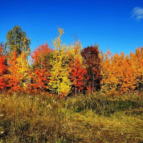 Photo #11079642