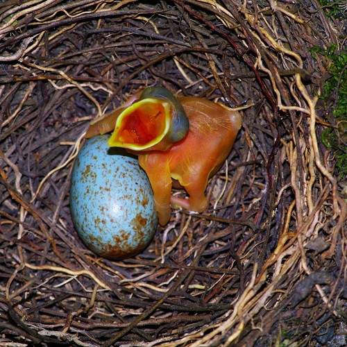 Photo #11080188