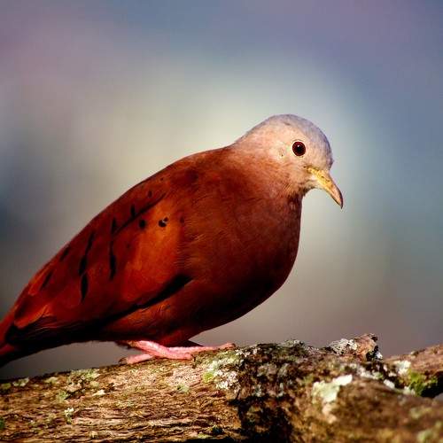 Photo #11080191