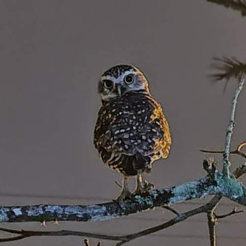 Photo #11080299
