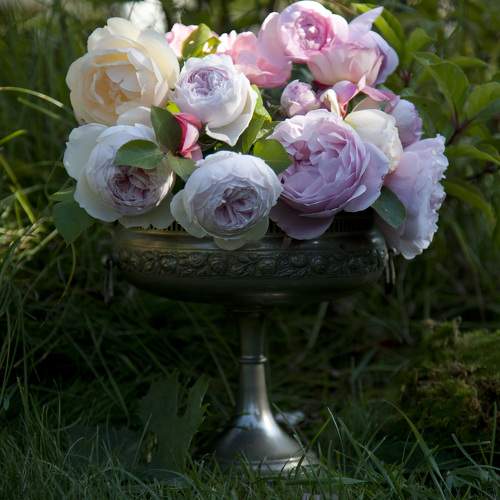 Photo #11080495