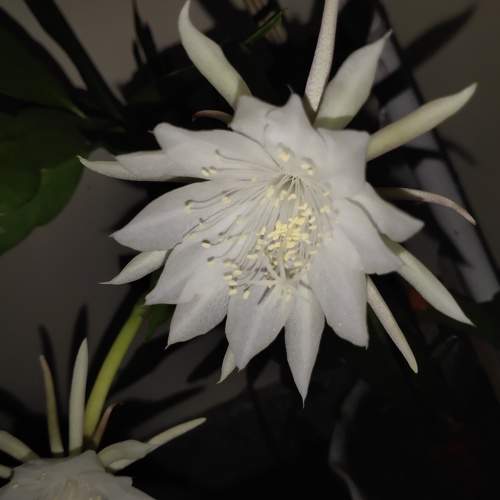 Photo #11080528