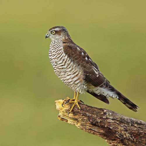 Photo #11080607