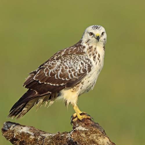 Photo #11080608