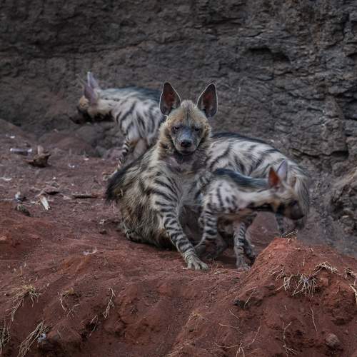 Photo #11080851