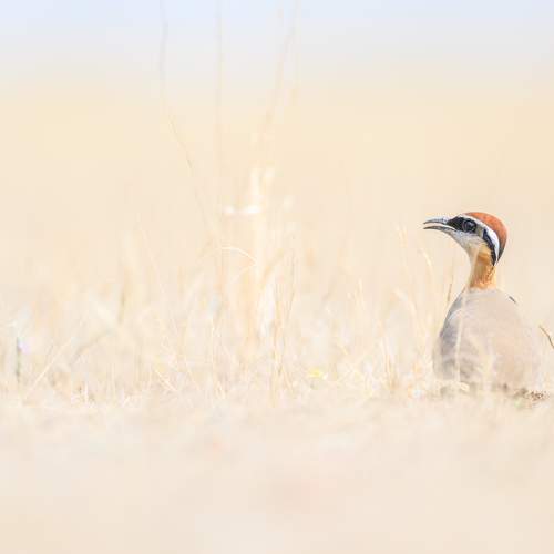 Photo #11080872