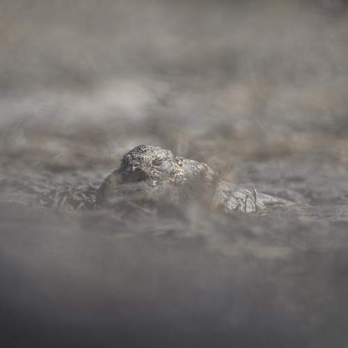 Photo #11080890