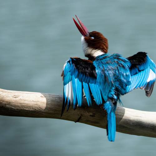 Photo #11081099