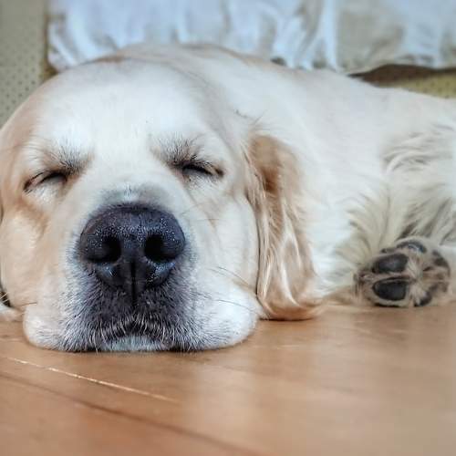 Photo #11081279