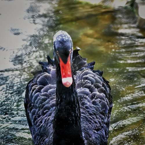 Photo #11081352