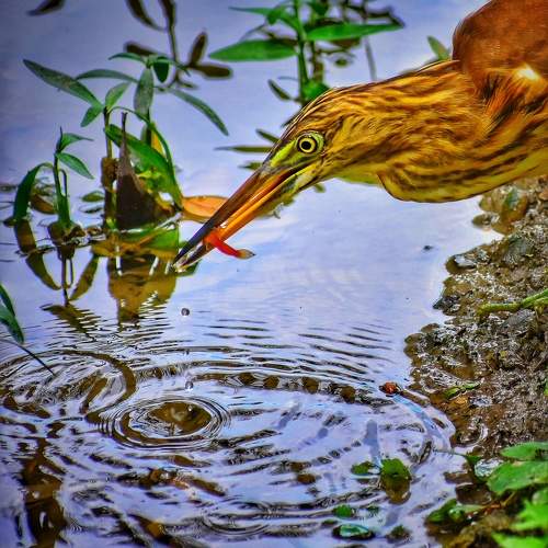 Bird photography