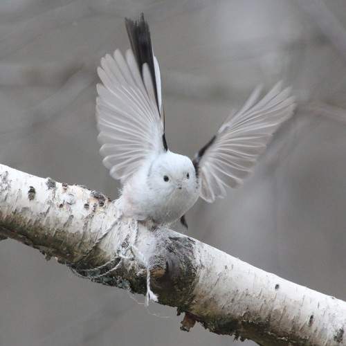 Photo #11081482