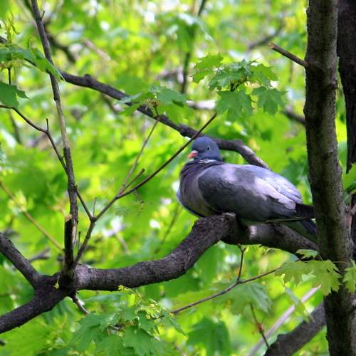 Photo #11081559