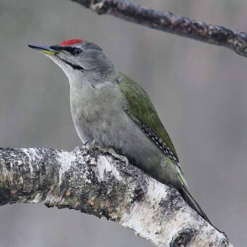 Photo #11081596
