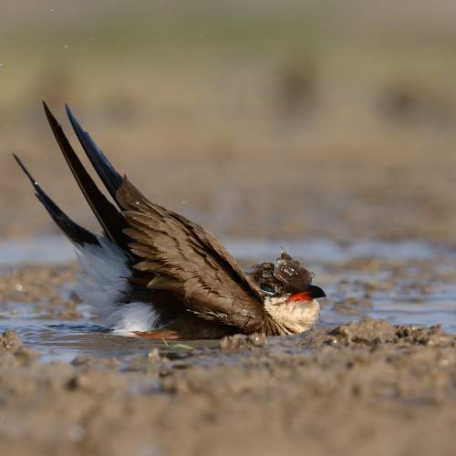 Photo #11081741