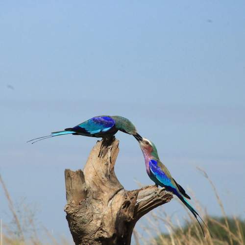 Photo #11081752