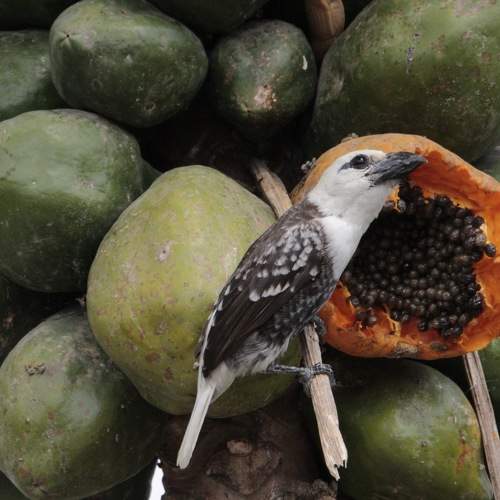 Photo #11081769