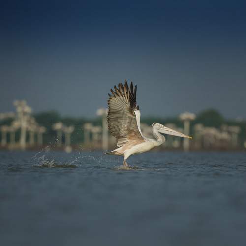 Photo #11081799
