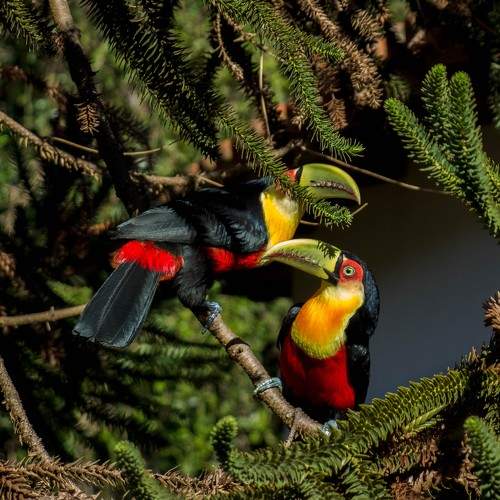 Vivid Companions