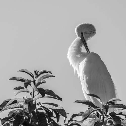 Serenity in White