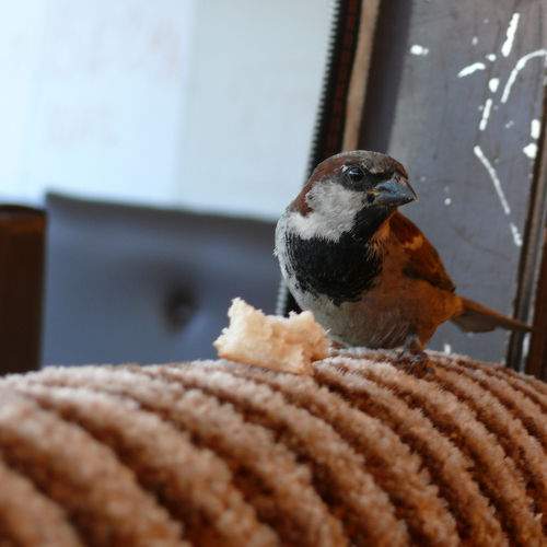 Photo #11082537