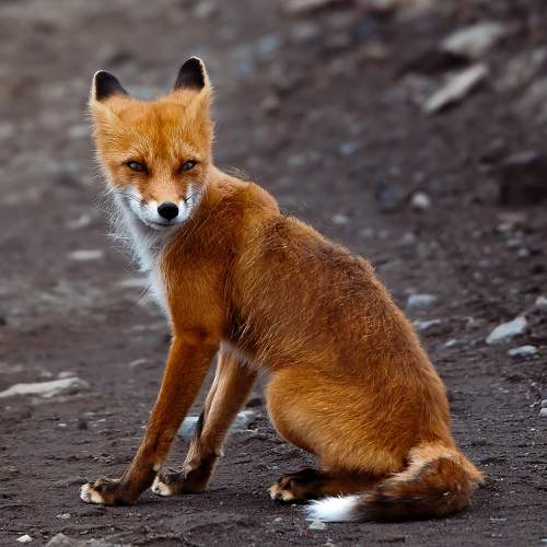 Photo #11082616