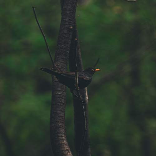 Photo #11082866