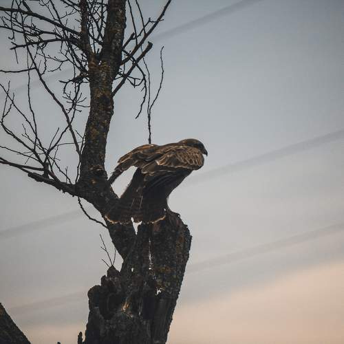 Photo #11082870