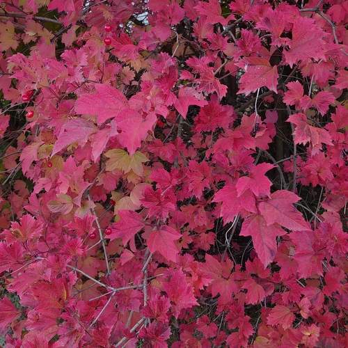 Photo #11082998