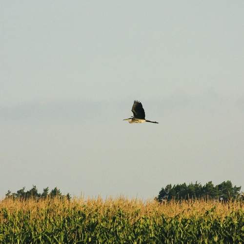Photo #11083040