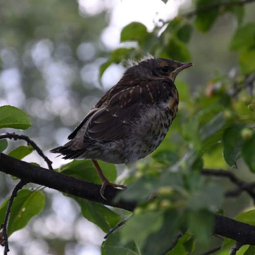 Photo #11083139