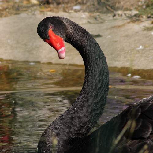 Photo #11083156