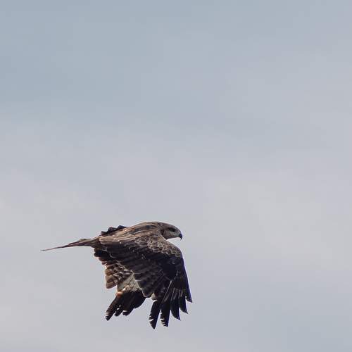 Photo #11083214