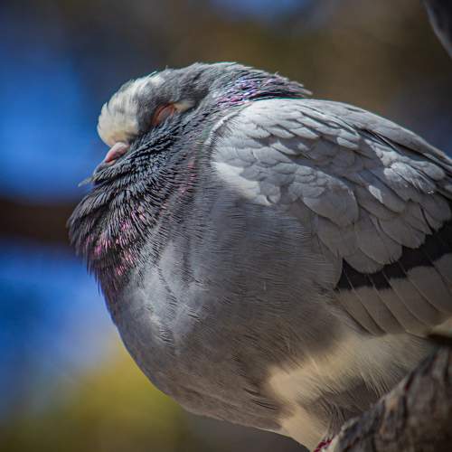 Photo #11083389