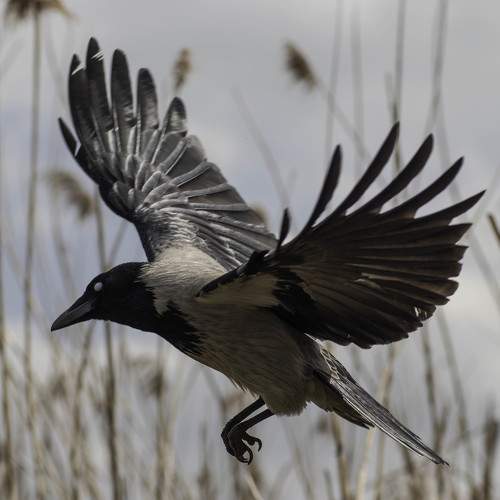 Photo #11083450