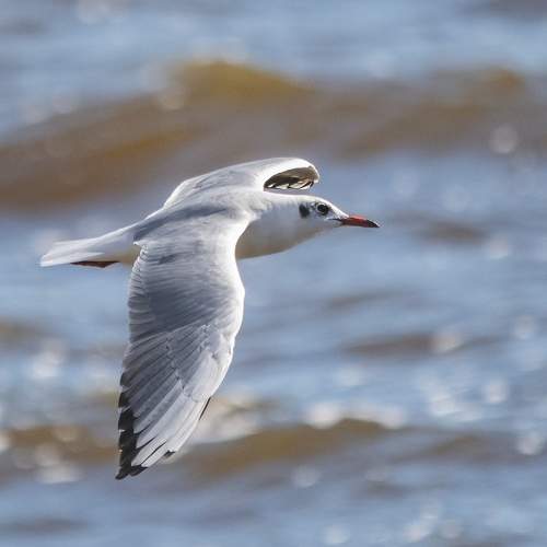 Photo #11083581