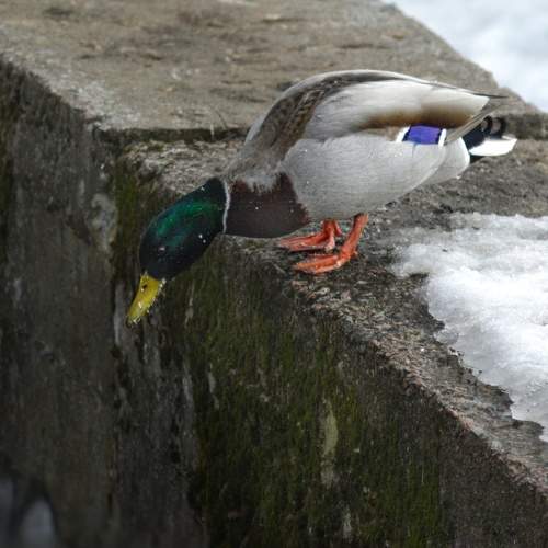 Photo #11083660