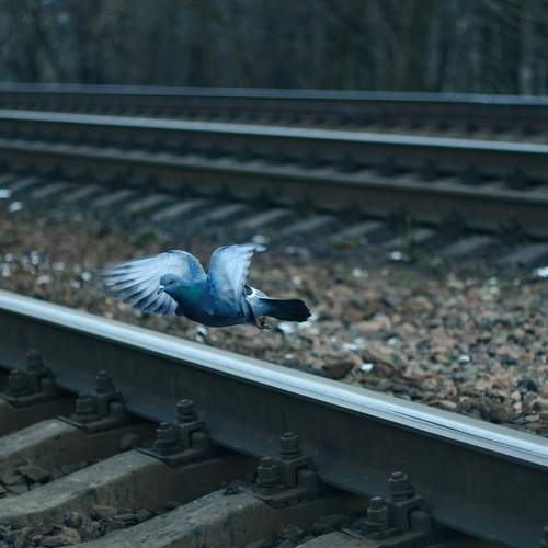 Photo #11083664