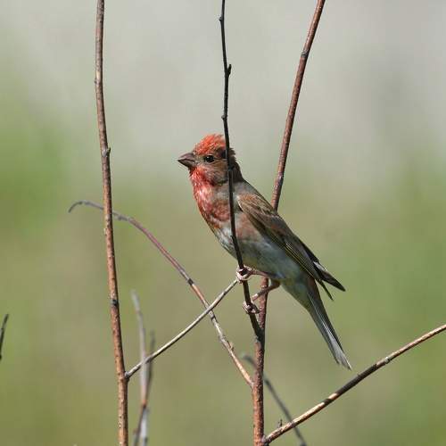 Photo #11083851