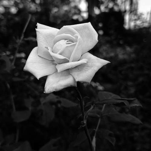 Photo #11083920