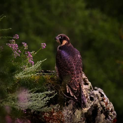 Photo #11084064