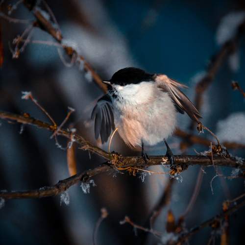 Photo #11084065