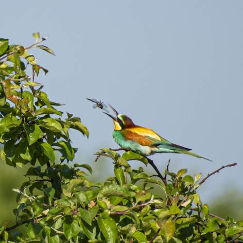 Photo #11084077