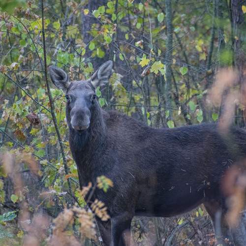 Photo #11084096