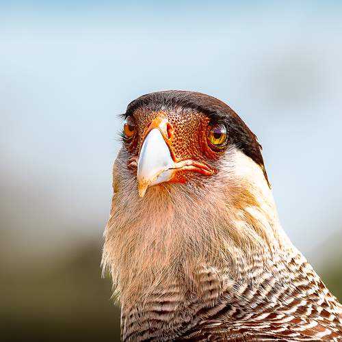Photo #11084106
