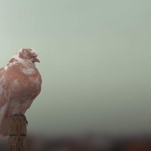 Photo #11084137