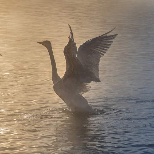 Фотография #11084219