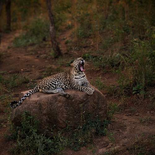 Sleepy Leopard